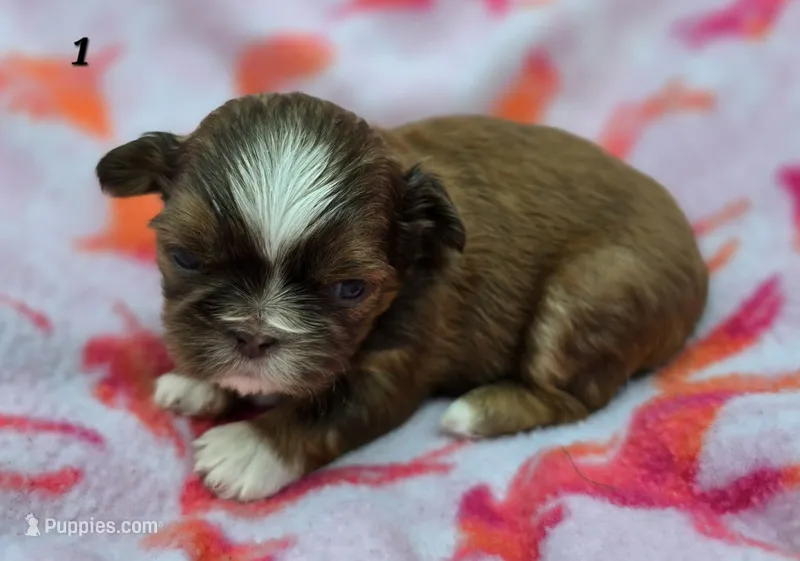 Lydia Girl 1 – Shih Tzu puppy for sale in Tenino, WA