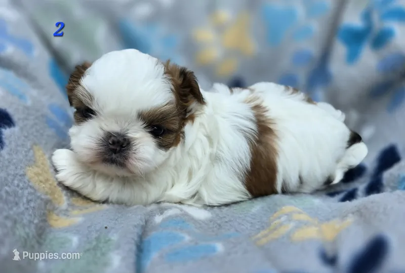 Mochi Male 2 – Shih Tzu puppy for sale in Tenino, WA