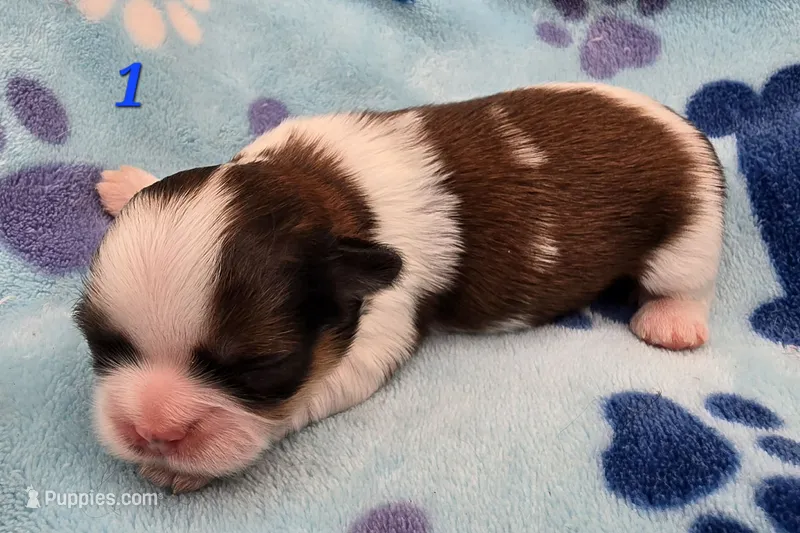 Lydia Boy 1 – Shih Tzu puppy for sale in Tenino, WA