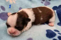 Lydia Boy 1, a male Shih Tzu for sale in Tenino, WA – 1 of 3