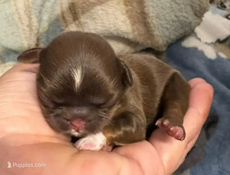 Gold with White Dot – Shih Tzu puppy for sale in Tenino, WA