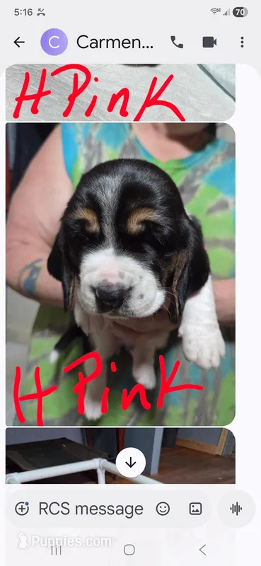hot pink – Basset Hound puppy for sale in Paducah, KY