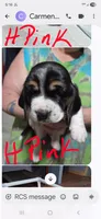 hot pink, a  Basset Hound for sale in Paducah, KY – Photo 1 of 4