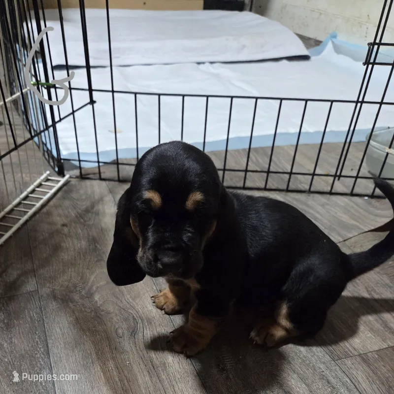 gray – Basset Hound puppy on hold in Paducah, KY