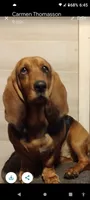 black , a male Basset Hound for sale in Paducah, KY – 4 of 5