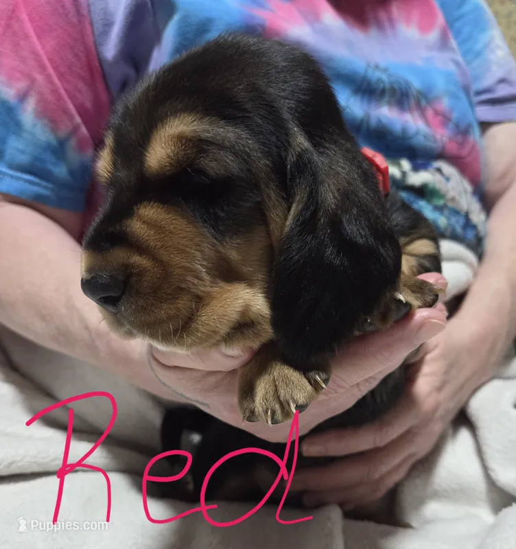 red – Basset Hound puppy for sale in Paducah, KY