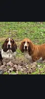 gimma, a female Basset Hound for sale in Paducah, KY – Photo 4 of 4