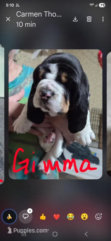 gimma – Basset Hound puppy for sale in Paducah, KY