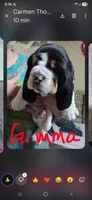 gimma, a female Basset Hound for sale in Paducah, KY – Photo 1 of 4