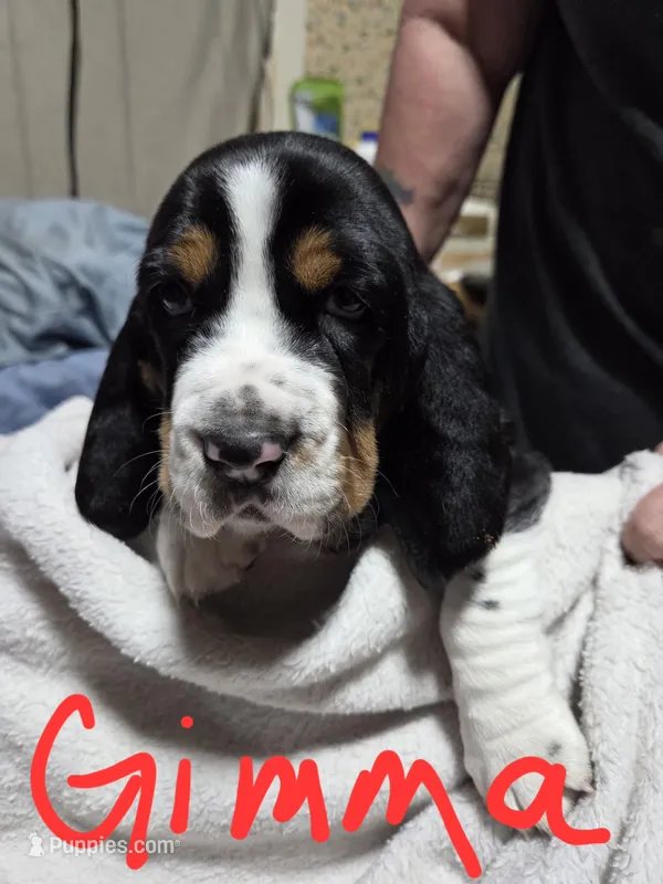 gimma – Basset Hound puppy for sale in Paducah, KY
