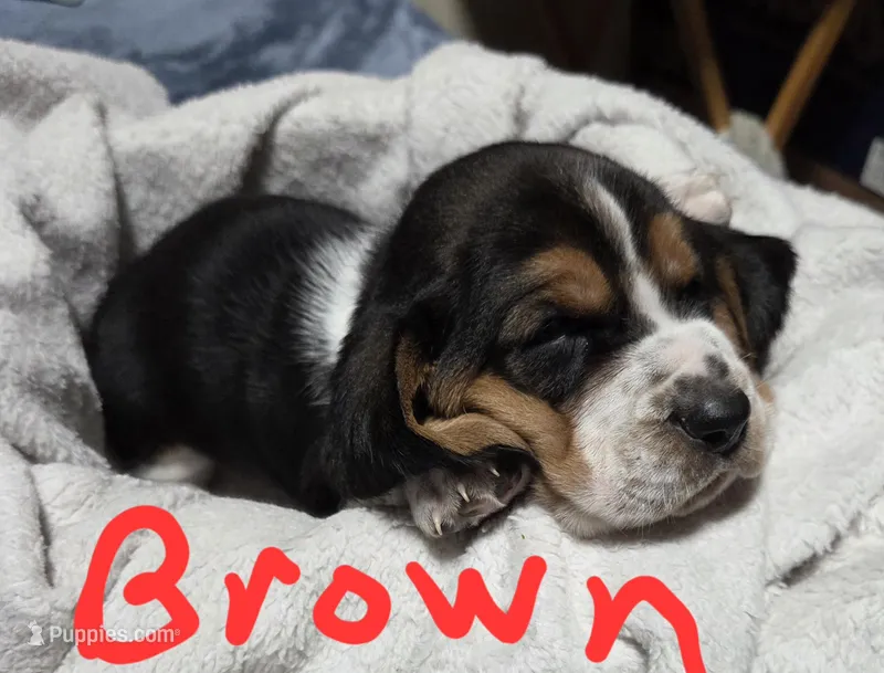 brown male – Basset Hound puppy on hold in Paducah, KY
