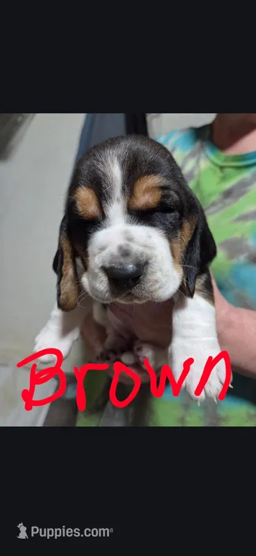 brown – Basset Hound puppy for sale in Paducah, KY