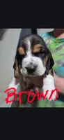 brown, a  Basset Hound for sale in Paducah, KY – Photo 1 of 4