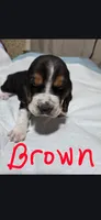 brown, a  Basset Hound for sale in Paducah, KY – Photo 2 of 4