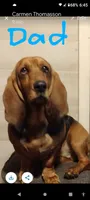 gray, a female Basset Hound for sale in Paducah, KY – 5 of 5