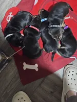 gray, a female Basset Hound for sale in Paducah, KY – 3 of 5