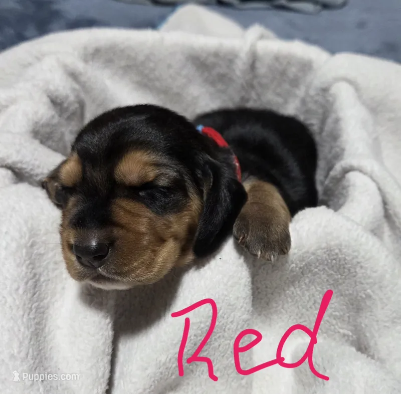 red – Basset Hound puppy for sale in Paducah, KY
