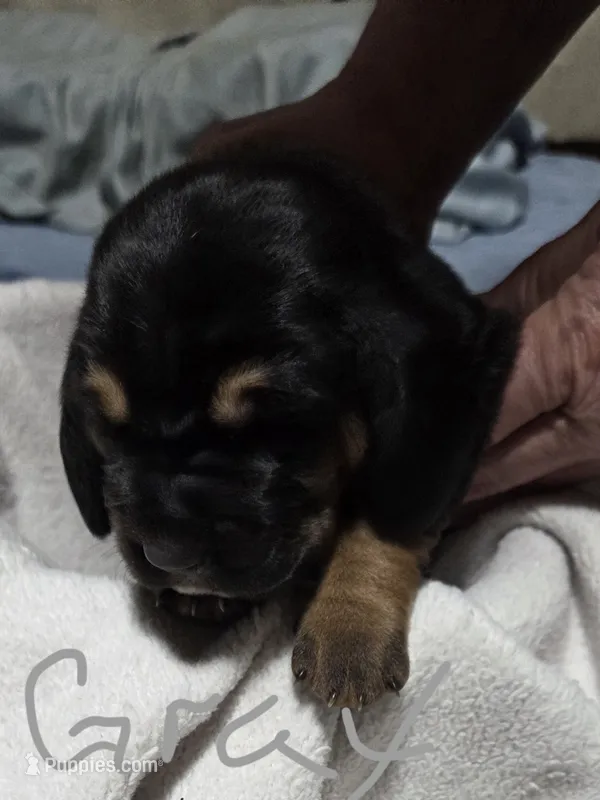 gray – Basset Hound puppy for sale in Paducah, KY