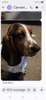 gray, a female Basset Hound for sale in Paducah, KY – 4 of 5