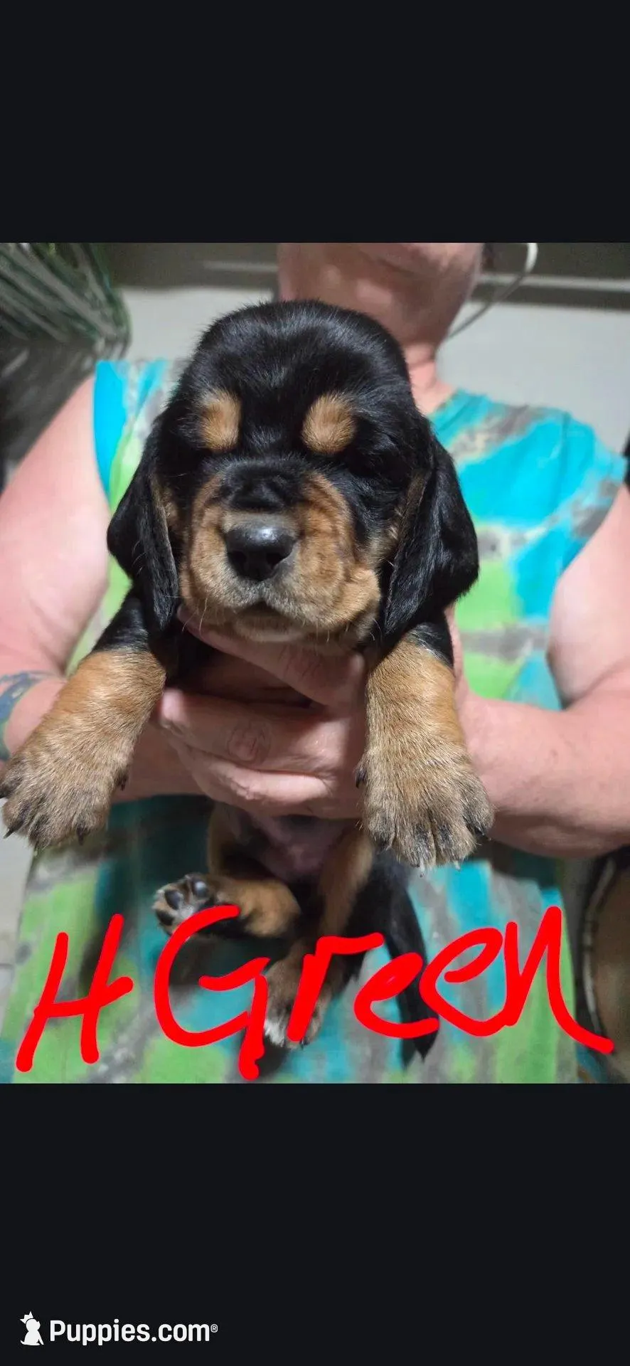 Hunter green male , a  Basset Hound for sale in Paducah, KY – Photo 1 of 4