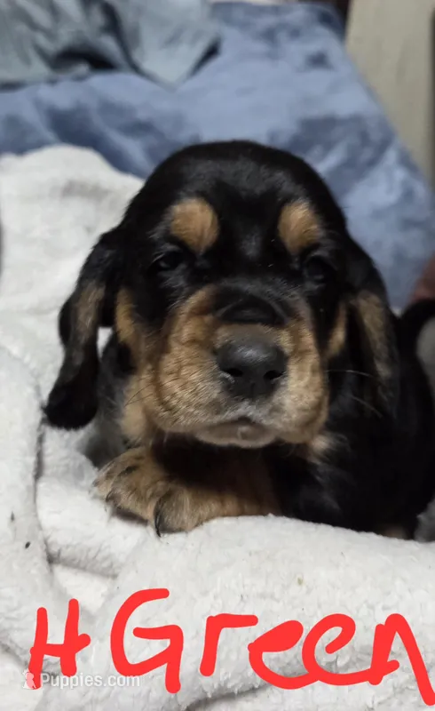 Hunter green male  – Basset Hound puppy on hold in Paducah, KY