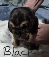 black , a male Basset Hound for sale in Paducah, KY – 2 of 5