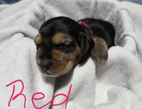 red, a female Basset Hound for sale in Paducah, KY – 2 of 2