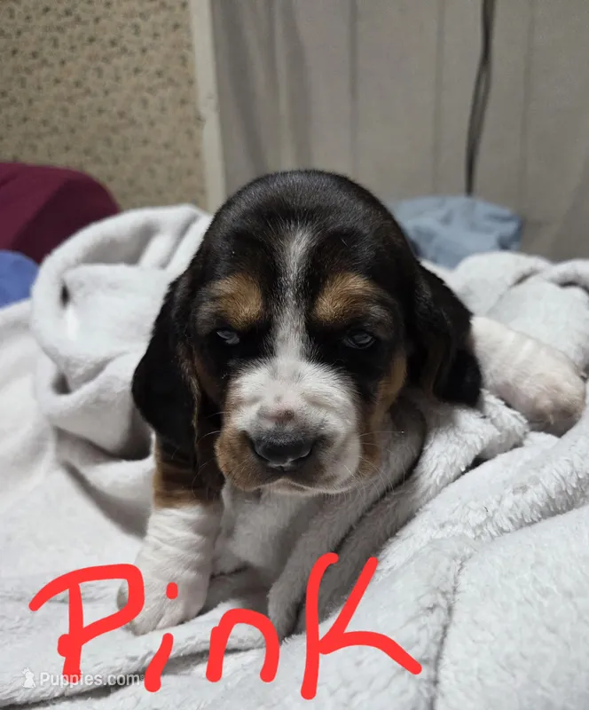 light pink female  – Basset Hound puppy for sale in Paducah, KY