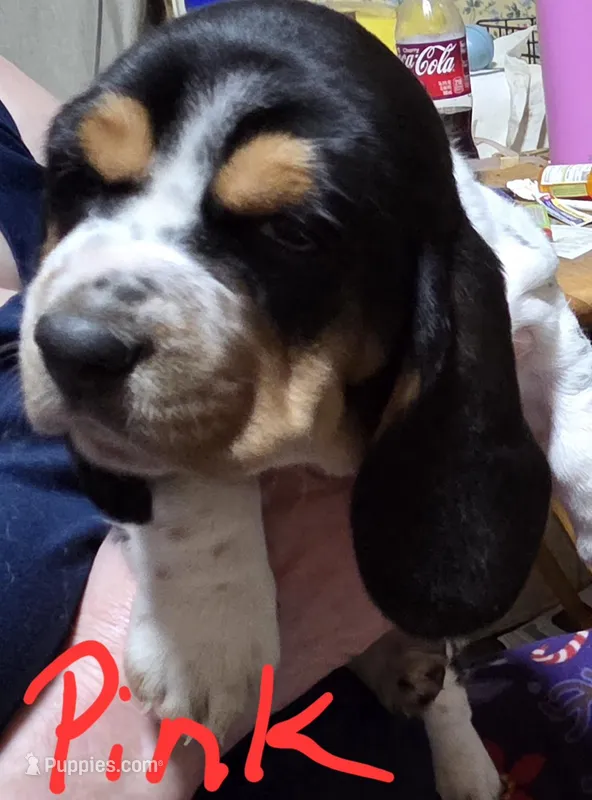 light pink female  – Basset Hound puppy for sale in Paducah, KY