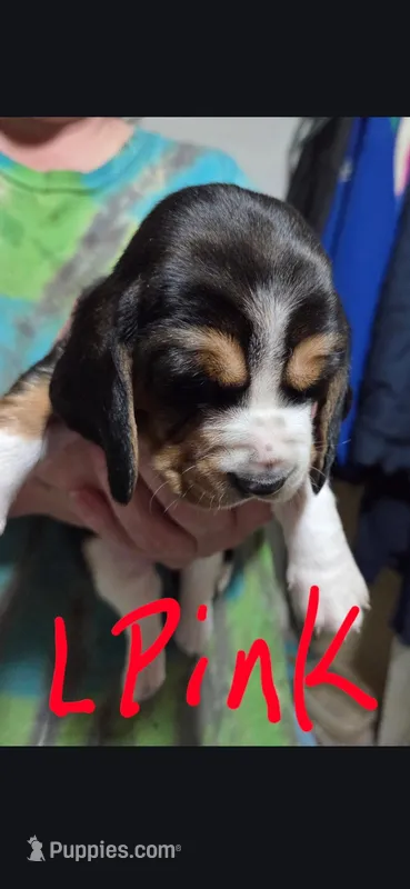 light pink – Basset Hound puppy for sale in Paducah, KY