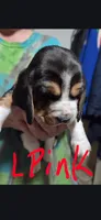 light pink female , a  Basset Hound for sale in Paducah, KY – Photo 1 of 4