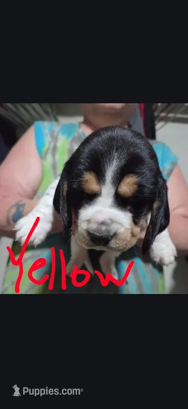 yellow  – Basset Hound puppy for sale in Paducah, KY