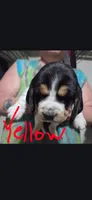 yellow , a  Basset Hound for sale in Paducah, KY – Photo 1 of 4