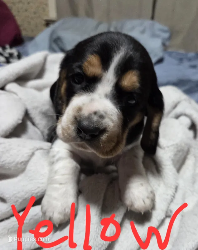 yellow female  – Basset Hound puppy for sale in Paducah, KY