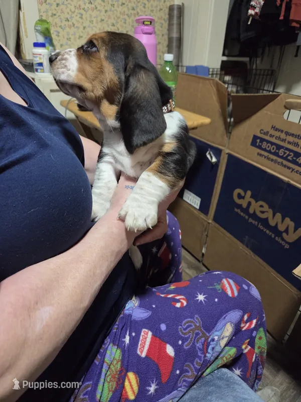 yellow female  – Basset Hound puppy on hold in Paducah, KY