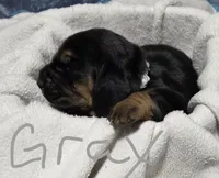 gray, a female Basset Hound for sale in Paducah, KY – 2 of 5