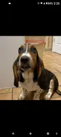 black , a male Basset Hound for sale in Paducah, KY – 3 of 5