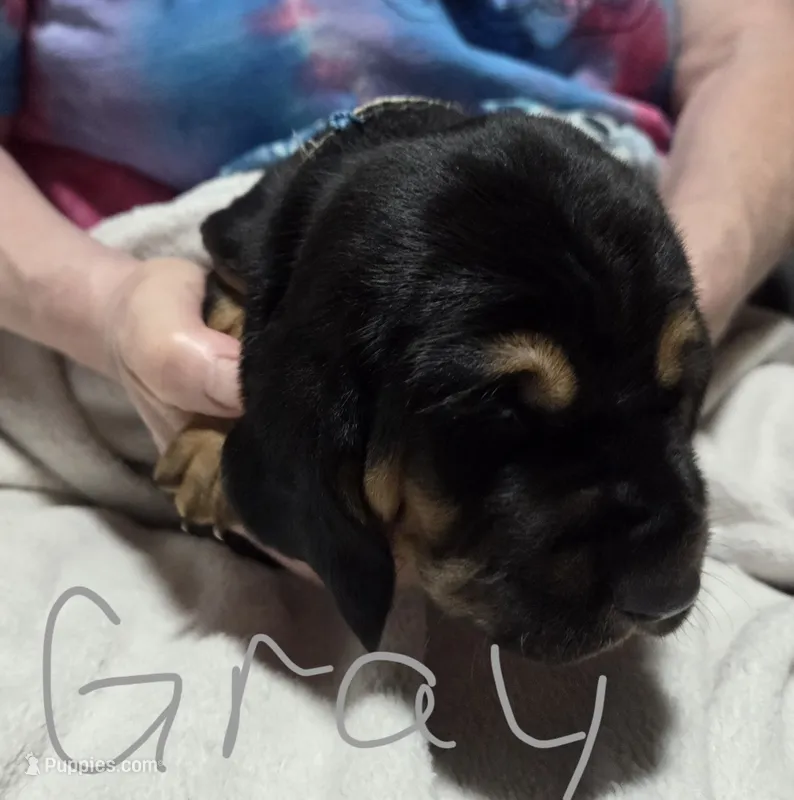 gray – Basset Hound puppy for sale in Paducah, KY