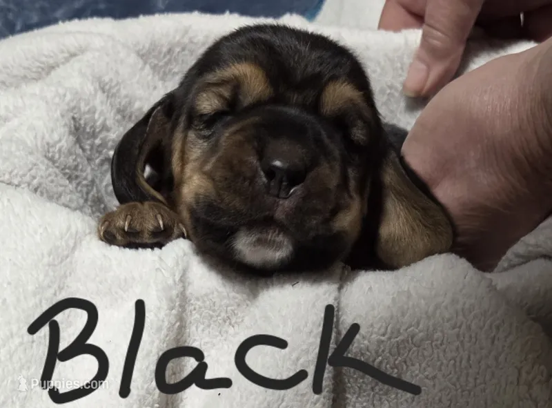 black , a male Basset Hound for sale in Paducah, KY – 1 of 5