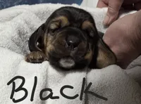 black , a male Basset Hound for sale in Paducah, KY – 1 of 5