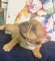 Balto, a male French Bulldog for sale in Danbury, NC – 4 of 8