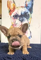 Balto, a male French Bulldog for sale in Danbury, NC – 7 of 8