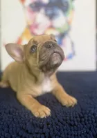 Balto, a male French Bulldog for sale in Danbury, NC – 5 of 8