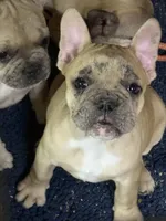 Vera, a female French Bulldog for sale in Danbury, NC – 2 of 2