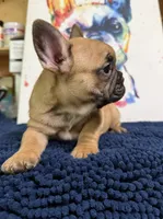 Brinkley, a male French Bulldog for sale in Danbury, NC – 7 of 10