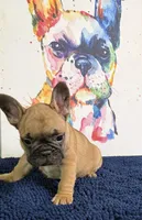 Brinkley, a male French Bulldog for sale in Danbury, NC – 5 of 10