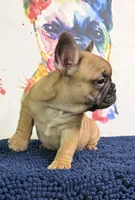 Brinkley, a male French Bulldog for sale in Danbury, NC – 3 of 10