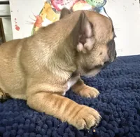 Brandi , a female French Bulldog for sale in Danbury, NC – 4 of 7