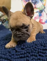 Brinkley, a male French Bulldog for sale in Danbury, NC – 8 of 10