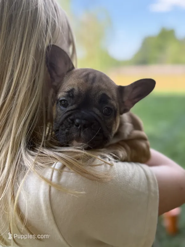 Brandi  – French Bulldog puppy for sale in Danbury, NC